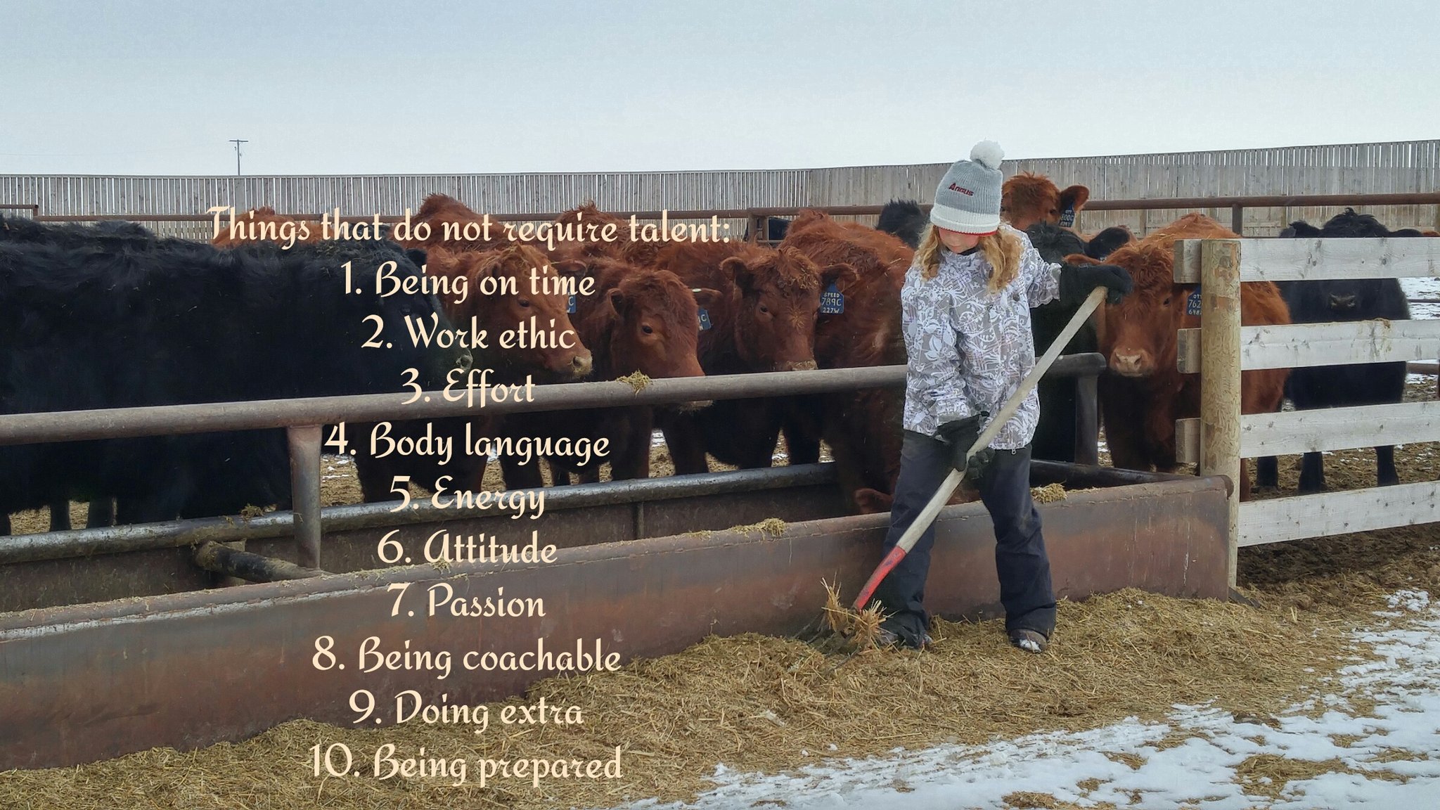 Alberta Cattle Feeders Association Alberta's voice for the cattle