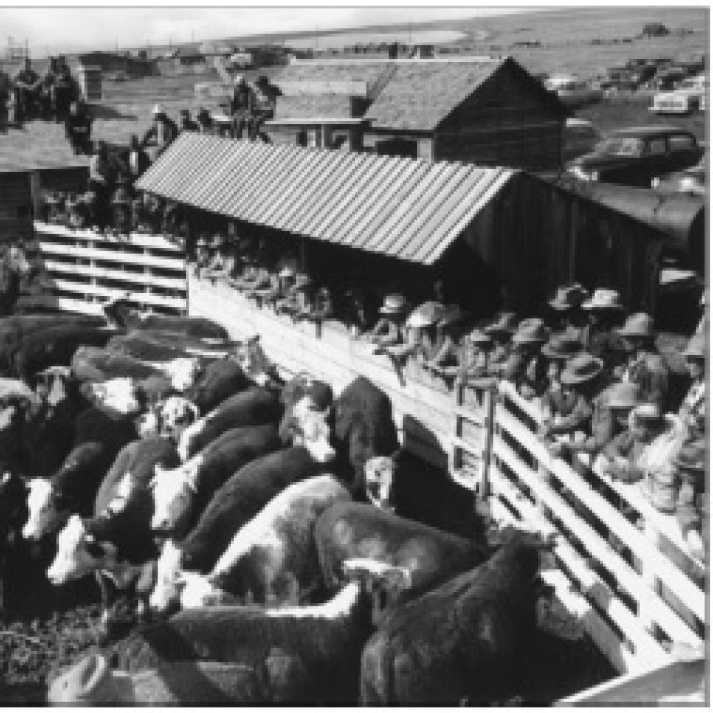 The making of a cattle feeders’ association – major milestones in our history