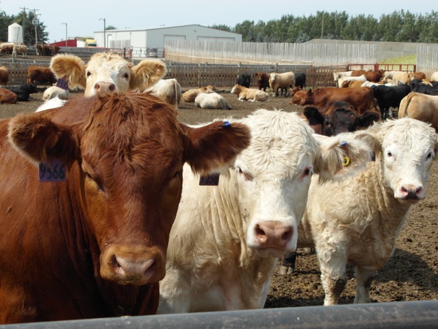 Animal care is a top priority for Alberta’s cattle feeders