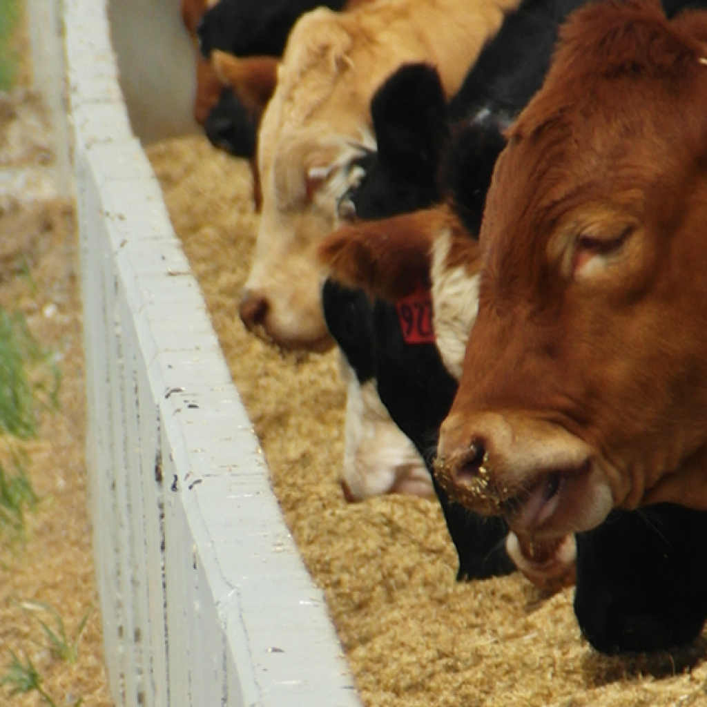 Animal health initiatives from Alberta’s cattle feeders