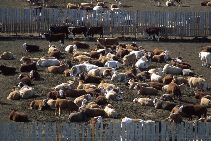 Are feedlot operators prepared for an emergency?