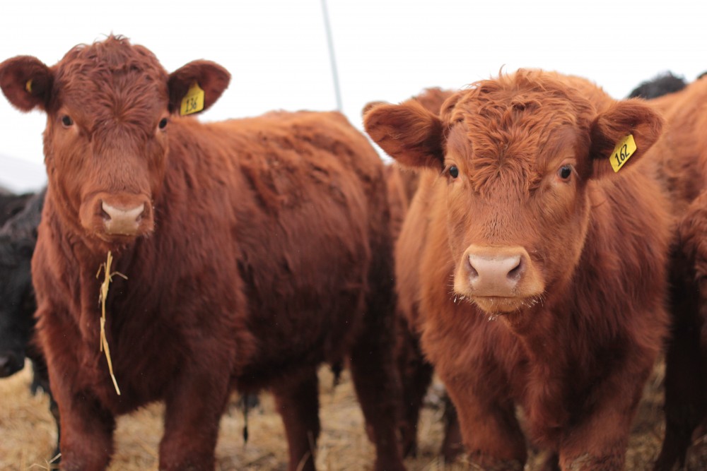 New assessment tool to audit feedlot animal care