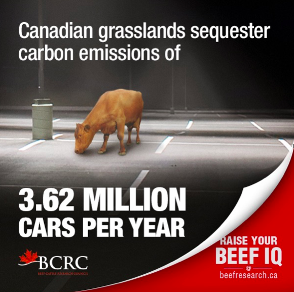 Taking the heat off meat: the truth about GHG emissions