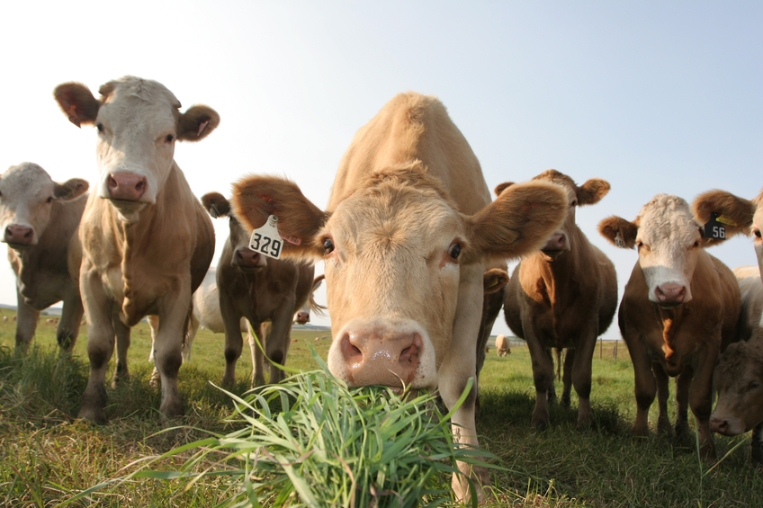 4 stats and 4 facts about cattle feeders and the economy
