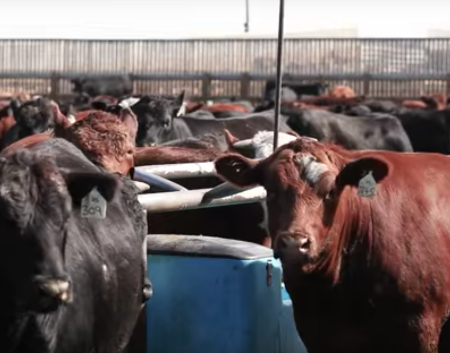 Feedlots 101: everything you need to know about cattle feeding in Alberta