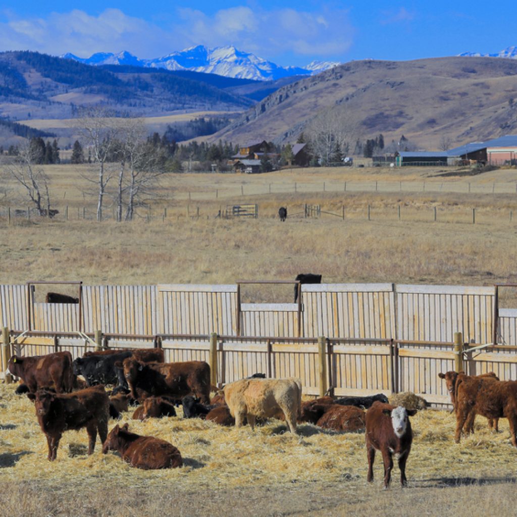 3 challenges facing Alberta’s beef industry