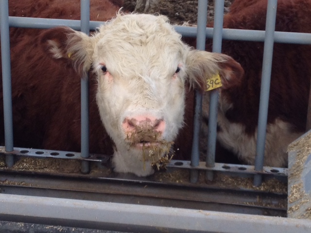 How technology is helping improve feedlot efficiencies