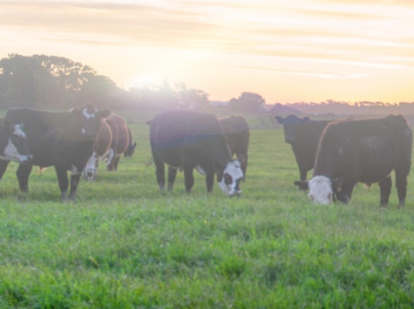 The beef industry and sustainability: how are we doing and where could we improve?
