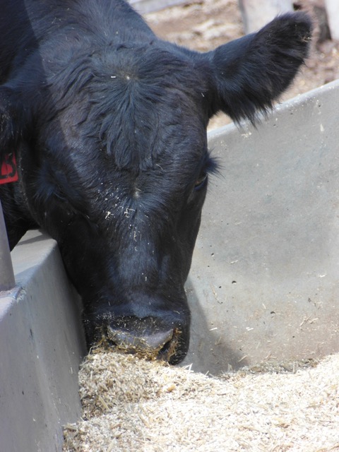 3 feedlot myths busted