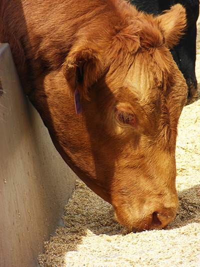 Beef and hormones: what the science says