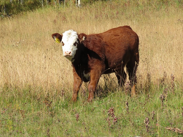 Cattle traceability and Canada’s place as a global beef producer: how a tag retention study is helping