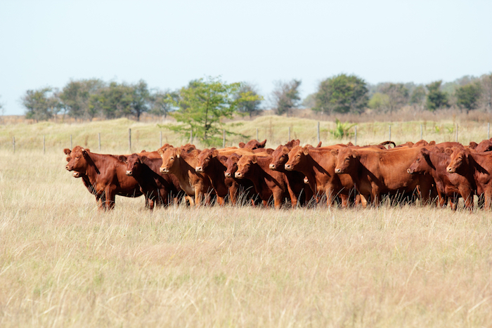 Should Canadians be concerned about antibiotics in food animals?