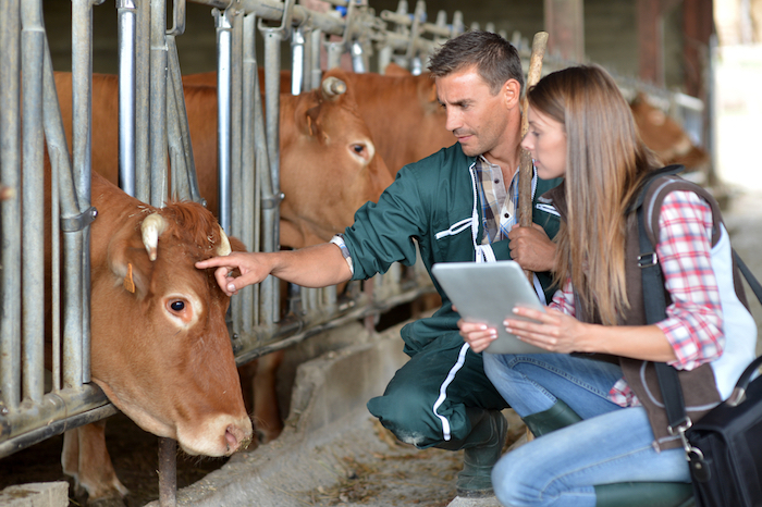 Antimicrobials and food production – 4 reasons antibiotics are given to beef cattle