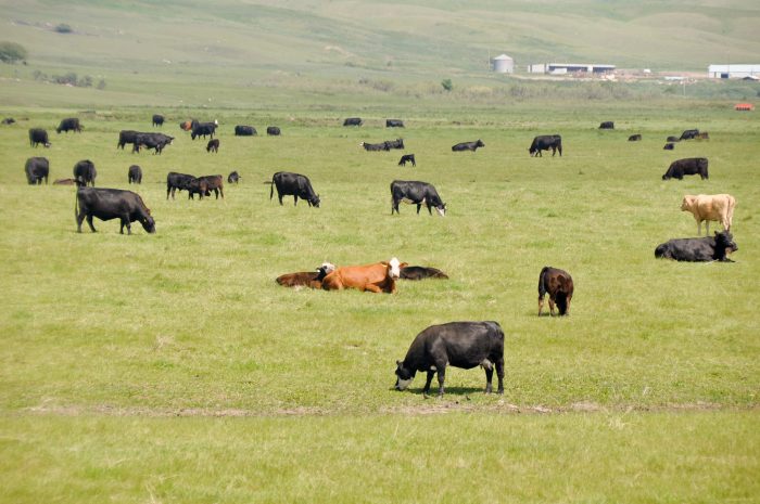 Emissions research part 2: helping cattle feeders reduce their impact on the environment, and on their neighbours