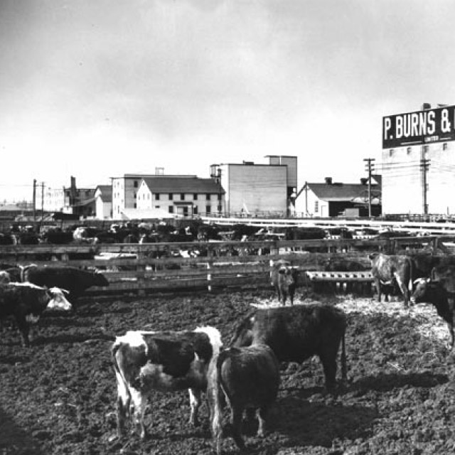 Quiz: how has cattle feeding contributed to 150 years of Canadian prosperity?