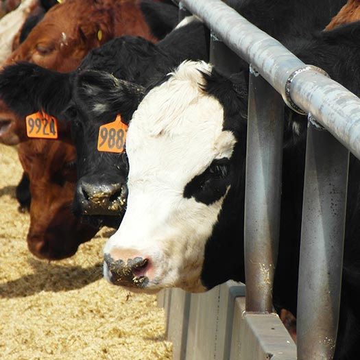 Why Lethbridge County cattle feeders could be leaving via new roads