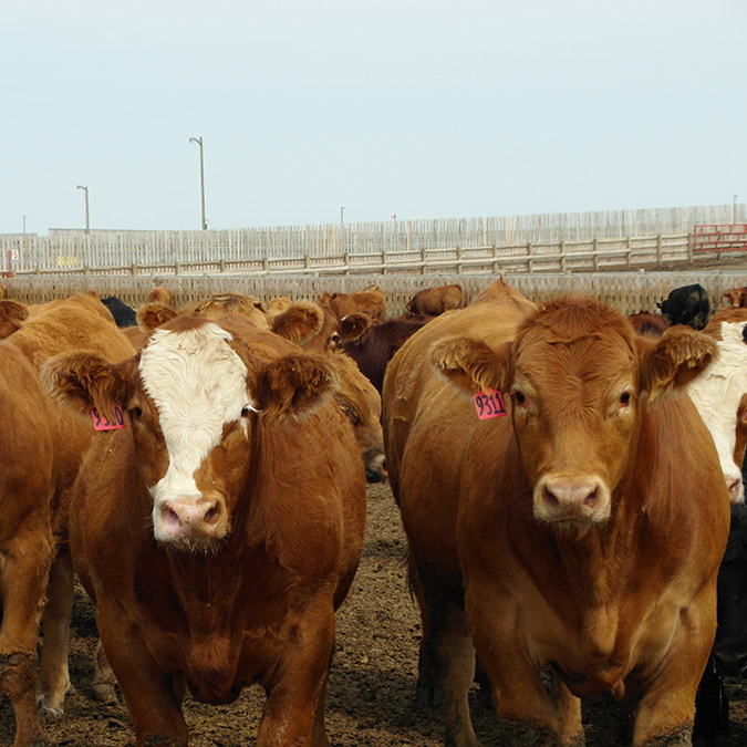 From oil and gas to bovine gas, measuring GHG emissions is an important part of setting targets