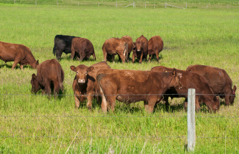 Infographic: How does Alberta produce world-class beef? - Alberta ...