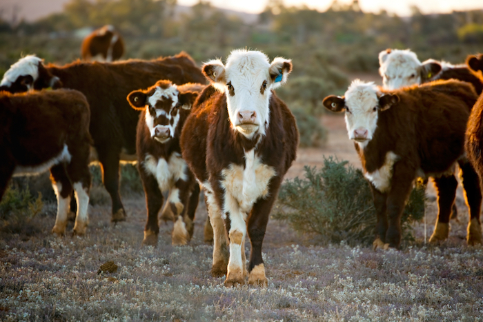 How technology helped reduce the impact of a bovine tuberculosis outbreak