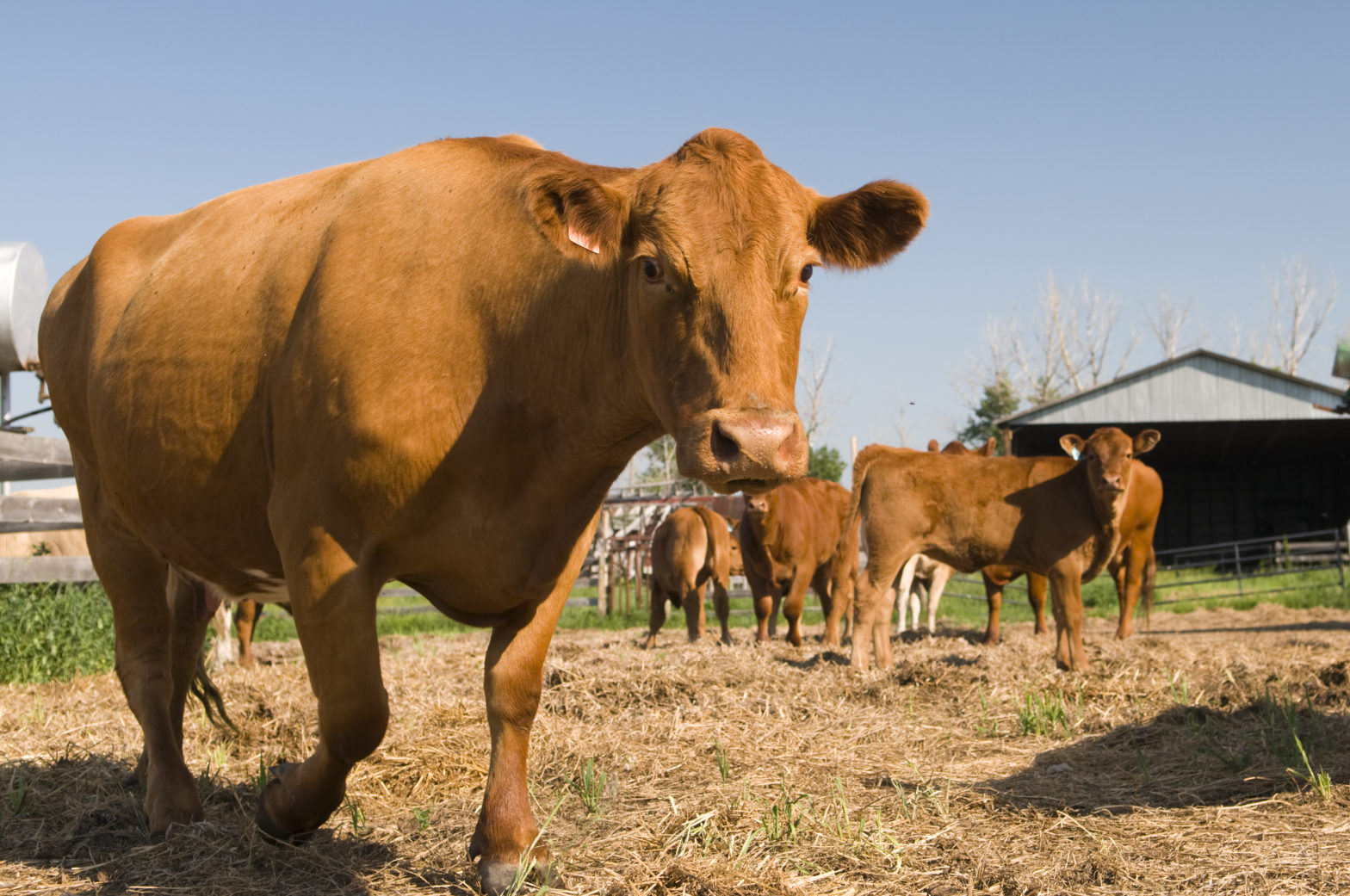 Think you know the facts about beef production and the environment?