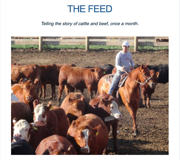 Why a new safety audit will help feedlots operate safely