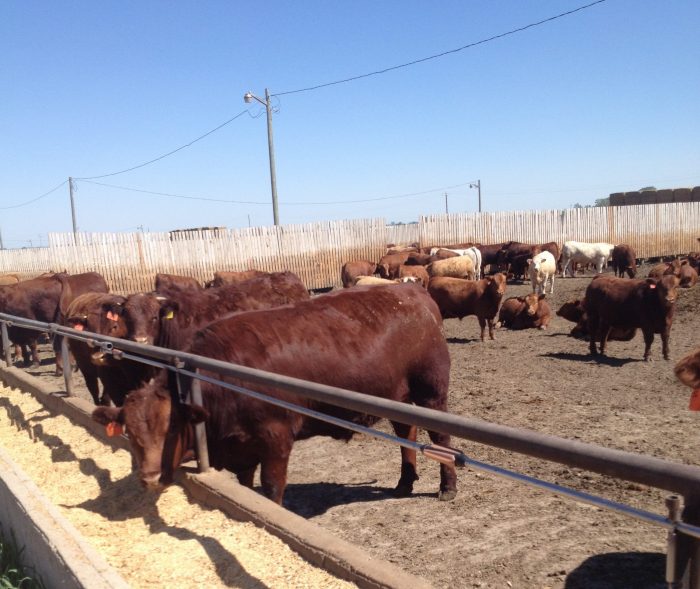 Antimicrobials on the feedlot: Why animal care should matter to consumers