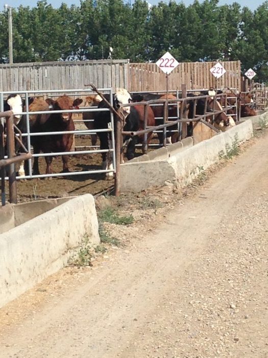 2017: Cattle feeders’ year in review