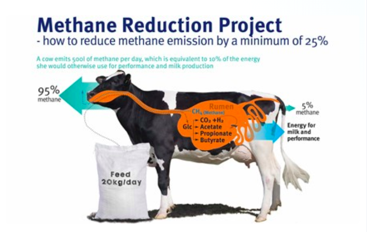 How Project Clean Cow is reducing cattle methane emissions by up to half