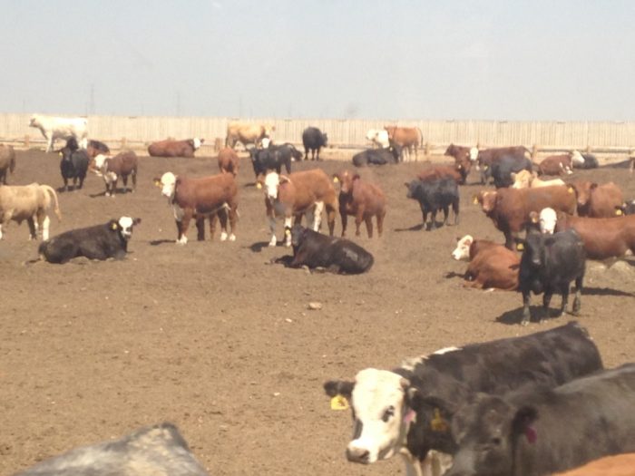 Cattle feeders get serious about dust
