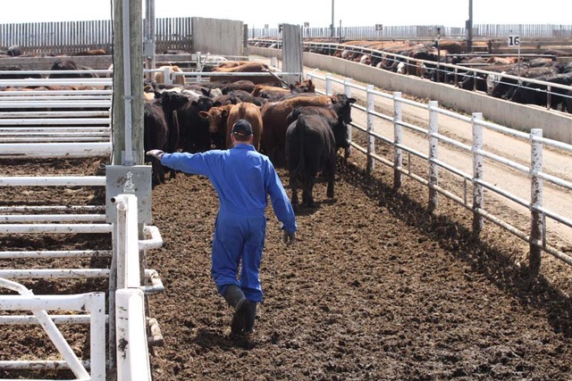 cattle feeder labour crisis