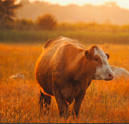 Alberta Farm Animal Care