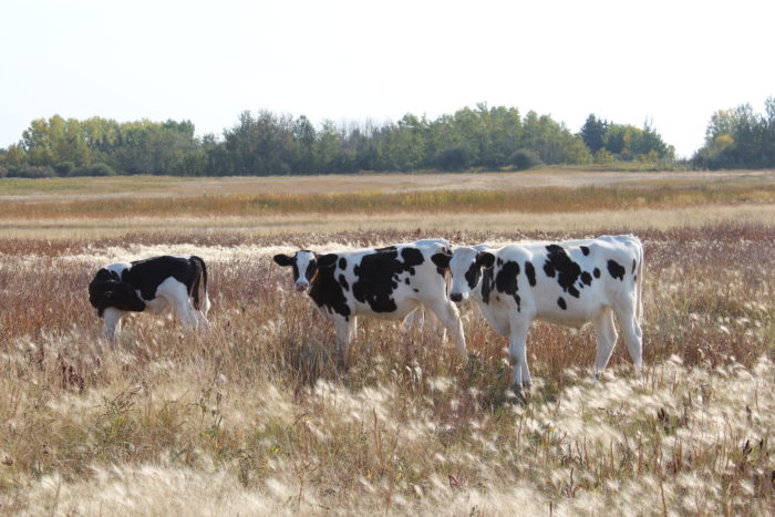 grazing cattle