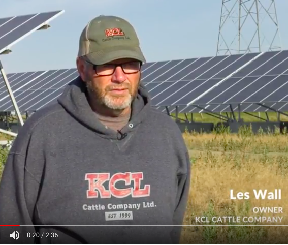 Alberta sunshine provides an environmentally friendly energy source to cattle feeders