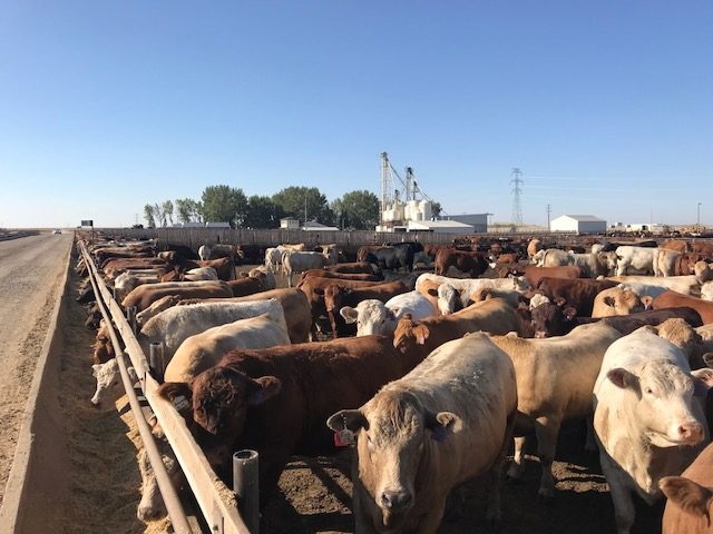 grain finished beef cattle