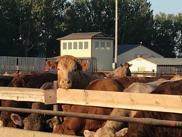 Canadian beef cattle