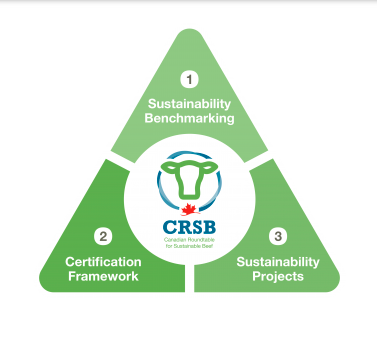 The truth about beef production and sustainability