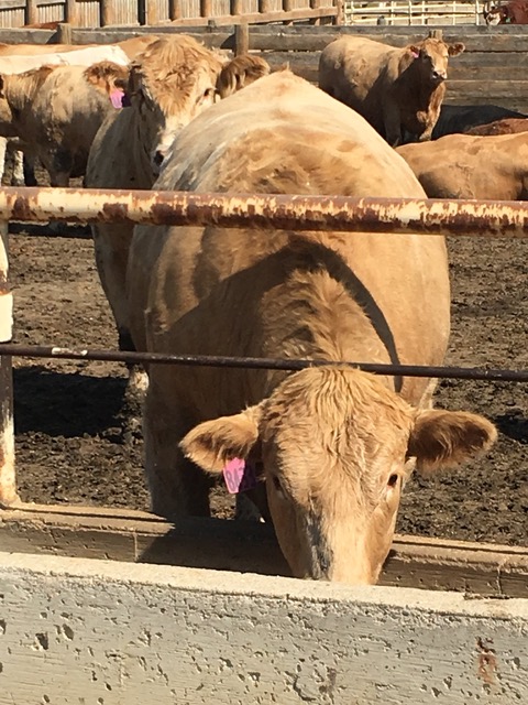 Test your cattle feeders knowledge