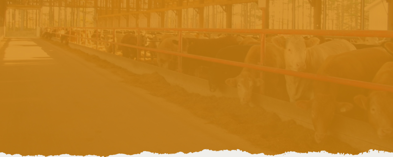 Feedlot 101 Alberta Cattle Feeders Association 6218