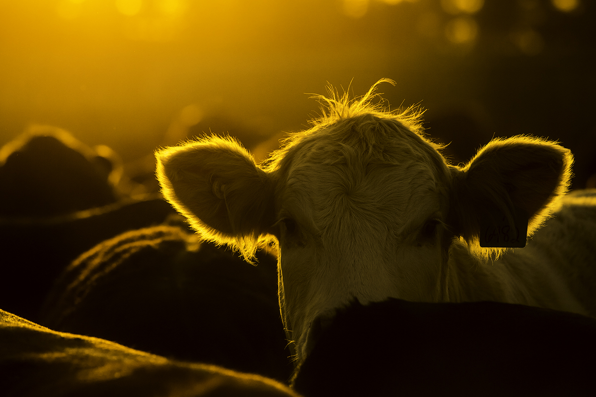 Honourary Lifetime Member Award – Dr. Joyce Van Donkersgoed