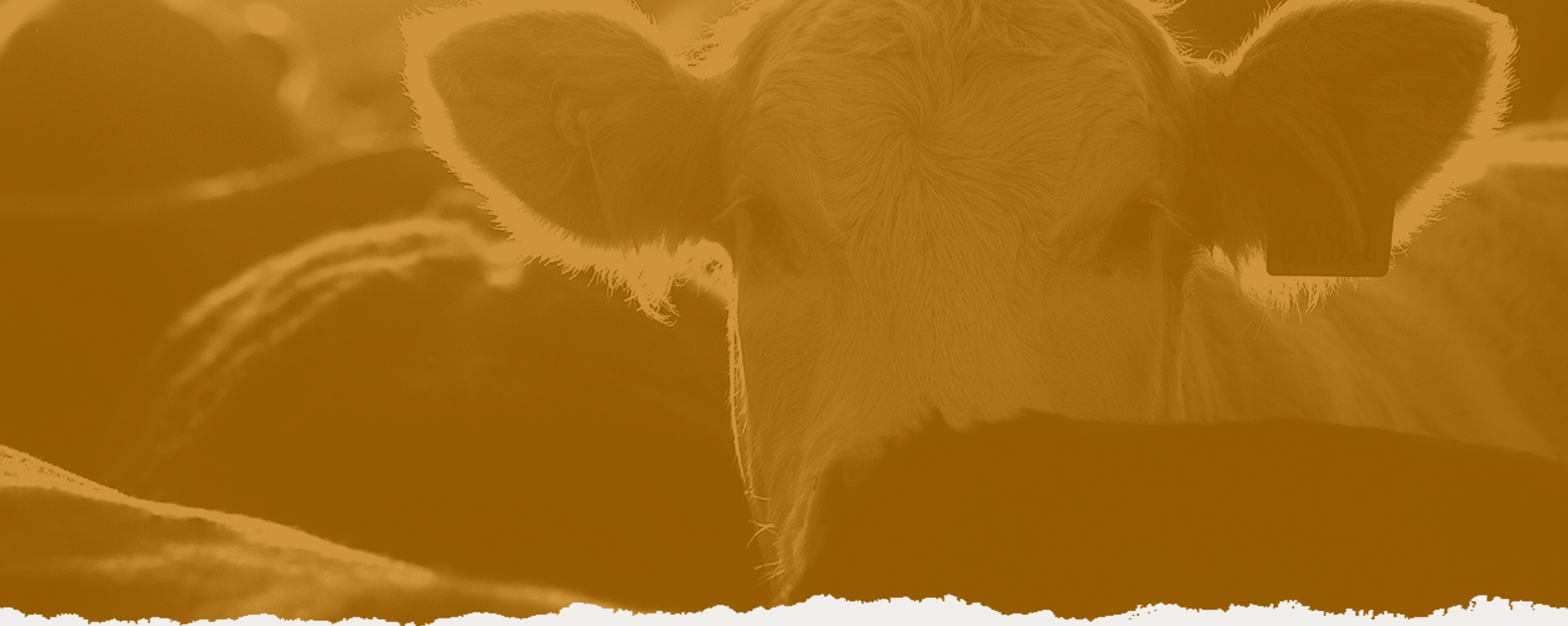Alberta Cattle Feeders’ Association Seeking Communications Manager